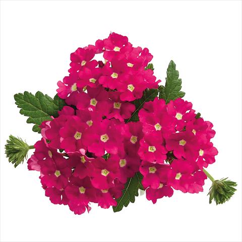 Photos von Blumenvarianten benutzt als: Topf Verbena hybrida Majesty Hot Pink Charme
