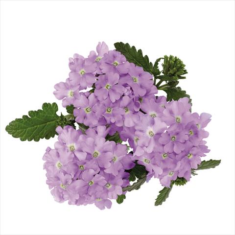 Photos von Blumenvarianten benutzt als: Topf Verbena hybrida Majesty Lavender