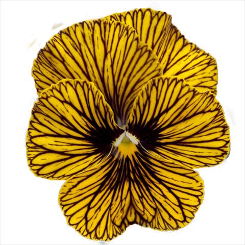 Photos von Blumenvarianten benutzt als: Beet, Topf oder Ampel Viola wittrockiana Superba Mini Tiger