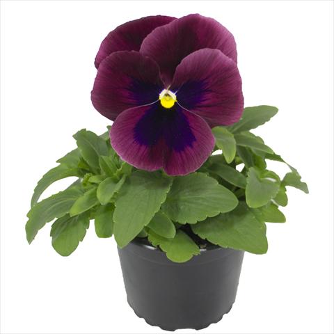 Photos von Blumenvarianten benutzt als: Beet, Topf oder Ampel Viola wittrockiana Viola Superba Xpress Carmine with Blotch