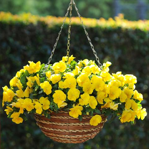 Photos von Blumenvarianten benutzt als: Beet, Topf oder Ampel Viola wittrockiana Viola Superba Basket Yellow