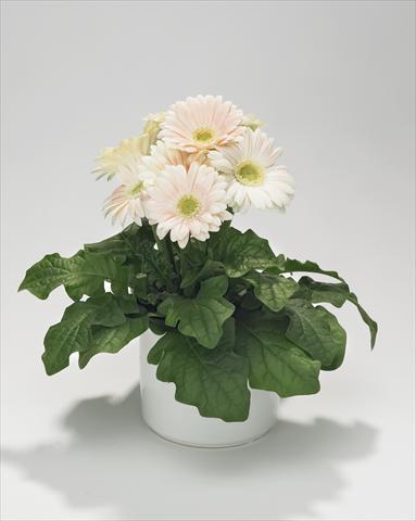 Photos von Blumenvarianten benutzt als: Ampel/Topf Gerbera jamesonii Royal Mini White Soft Pink
