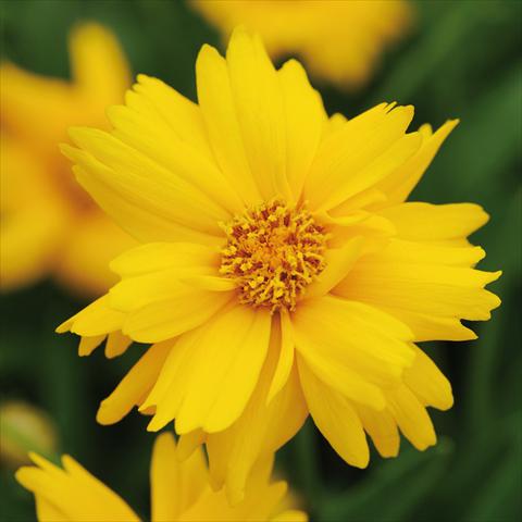 photo of flower to be used as: Pot and bedding Coreopsis grandiflora Sun Up