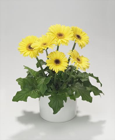 Photos von Blumenvarianten benutzt als: Ampel/Topf Gerbera jamesonii Royal Mini Yellow