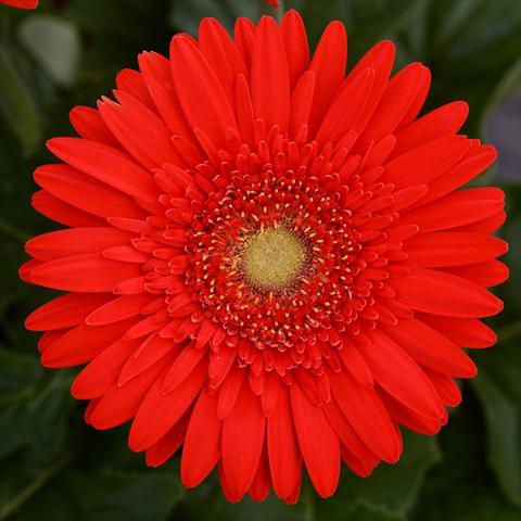 Photos von Blumenvarianten benutzt als: Topf und Beet Gerbera jamesonii Mega Revolution F1 Scarlet Red with Light Eye