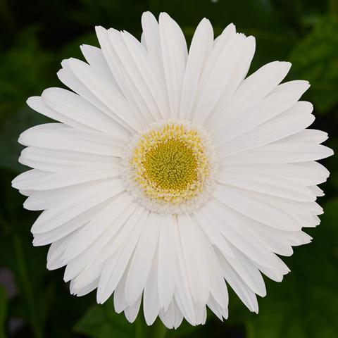 Photos von Blumenvarianten benutzt als: Topf und Beet Gerbera jamesonii Mega Revolution F1 White with Light Eye