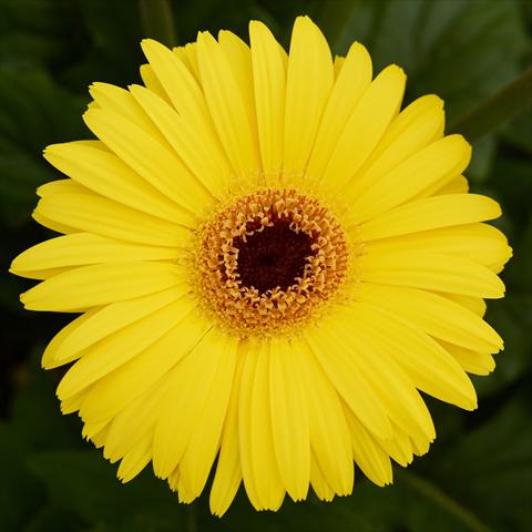 Photos von Blumenvarianten benutzt als: Topf und Beet Gerbera jamesonii Mega Revolution F1 Yellow with Dark Eye Improved