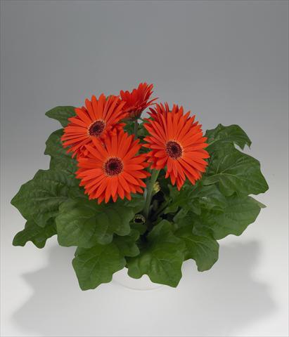 Photos von Blumenvarianten benutzt als: Ampel/Topf Gerbera jamesonii Royal Orange Scarlet