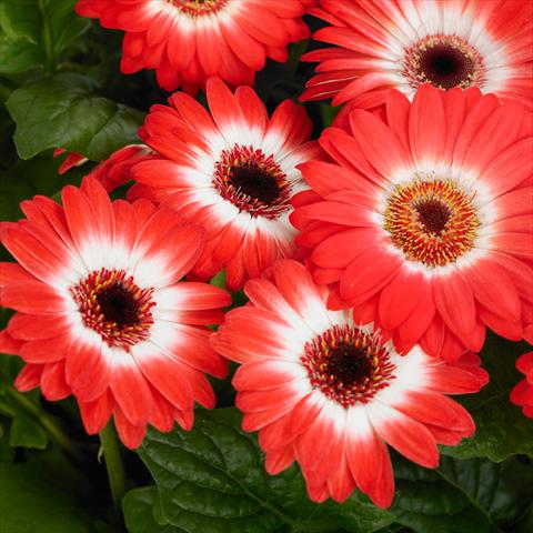 Photos von Blumenvarianten benutzt als: Topf und Beet Gerbera jamesonii Revolution F1 Bicolor Red White
