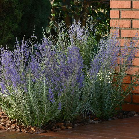 Photos von Blumenvarianten benutzt als: Terrasse, Beet Perovskia Top Perovskia Blue Steel