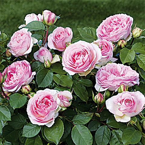 Photos von Blumenvarianten benutzt als: Topf und Beet Rosa Tea Rosaio a fiori raggruppati Sophia Romantica®