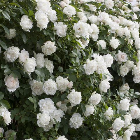 Photos von Blumenvarianten benutzt als: Topf und Beet Rosa paesaggistica Rosaio paesaggistico Crème Chantilly®