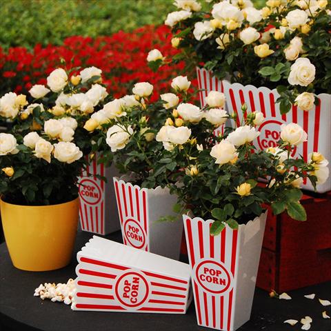 Photos von Blumenvarianten benutzt als: Topf und Beet Rosa paesaggistica Rosaio paesaggistico Popcorn Drift®