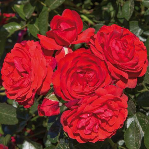 Photos von Blumenvarianten benutzt als: Topf und Beet Rosa paesaggistica Rosaio paesaggistico Scarlet Bonica®