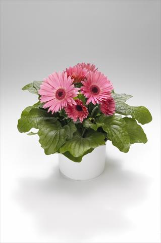 Photos von Blumenvarianten benutzt als: Ampel/Topf Gerbera jamesonii Royal Pastel Pink