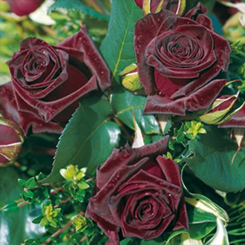 Photos von Blumenvarianten benutzt als: Topf und Beet Rosa Tea Black Baccara®