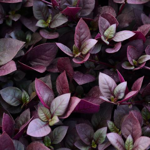 Photos von Blumenvarianten benutzt als: Topf und Beet Alternanthera Purple Prince