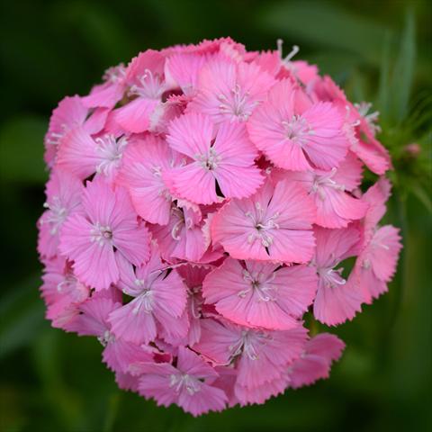 Photos von Blumenvarianten benutzt als: Topf und Beet Dianthus barbatus Sweet F1 Deep Pink