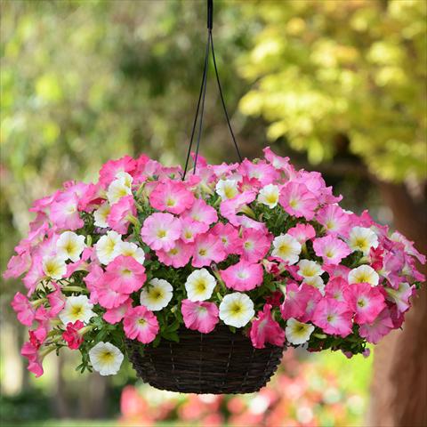 Photos von Blumenvarianten benutzt als: Ampel/Topf 2 Combo Fuseables® All-Wave Petunia Rise N Shine