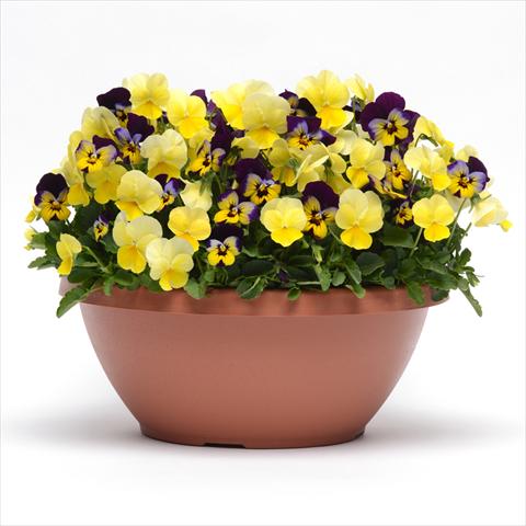 Photos von Blumenvarianten benutzt als: Beet, Topf oder Ampel 2 Combo Fuseables® Sunglow