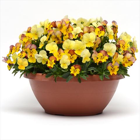 Photos von Blumenvarianten benutzt als: Beet, Topf oder Ampel Viola hybrida Fuseables® Sunset Boulevard