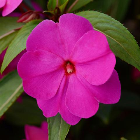 Photos von Blumenvarianten benutzt als: Topf und Beet Impatiens N. Guinea Divine F1 Orchid