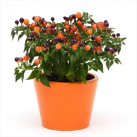 Photos von Blumenvarianten benutzt als: Topf und Beet Capsicum annuum Hot Pops Purple