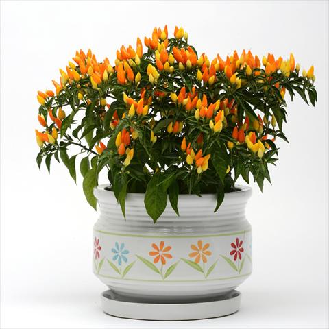 Photos von Blumenvarianten benutzt als: Topf und Beet Capsicum annuum Sedona Sun