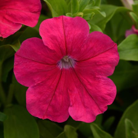 Photos von Blumenvarianten benutzt als: Topf und Beet Petunia hybrida Lo Rider® F1 Rose
