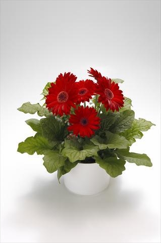 Photos von Blumenvarianten benutzt als: Ampel/Topf Gerbera jamesonii Royal Red
