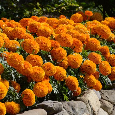 Photos von Blumenvarianten benutzt als: Topf und Beet Tagetes erecta Marvel F1 Orange Improved