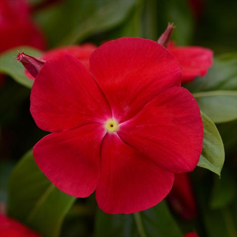 Photos von Blumenvarianten benutzt als: Topf und Beet Catharanthus roseus - Vinca Titan® F1 Really Red