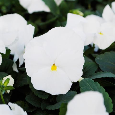 Photos von Blumenvarianten benutzt als: Topf und Beet Viola wittrockiana Promise F1 Pure White Improved