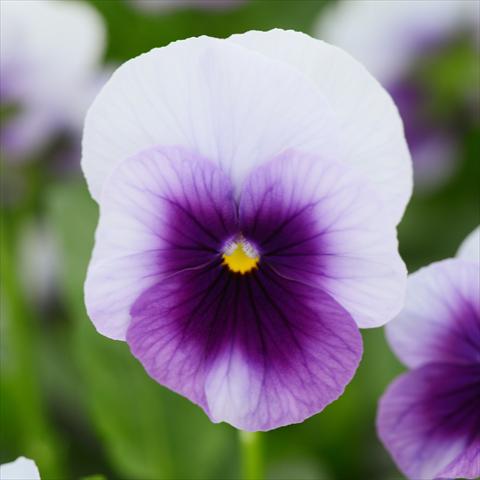 Photos von Blumenvarianten benutzt als: Topf und Beet Viola cornuta Sorbet® XP F1 Beaconsfield Improved