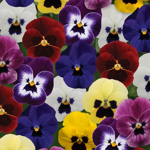 Photos von Blumenvarianten benutzt als: Topf und Beet Viola cornuta Sorbet® XP F1 Blotch Mixture
