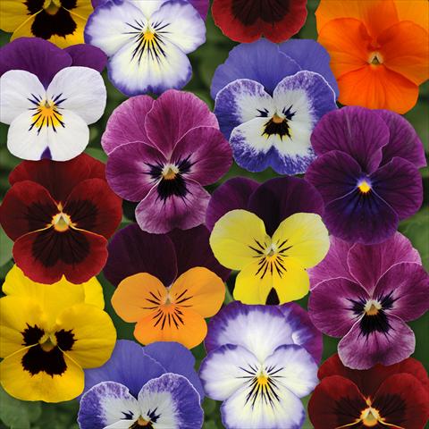 Photos von Blumenvarianten benutzt als: Topf und Beet Viola cornuta Sorbet® XP F1 Autumn Select Mixture