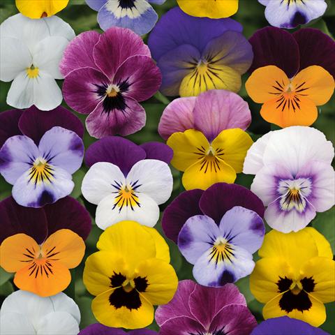 Photos von Blumenvarianten benutzt als: Topf und Beet Viola cornuta Sorbet® XP F1 Spring Select Mixture