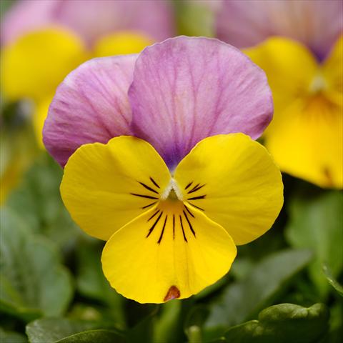 Photos von Blumenvarianten benutzt als: Topf und Beet Viola cornuta Sorbet® XP F1 Yellow Pink Jump Up