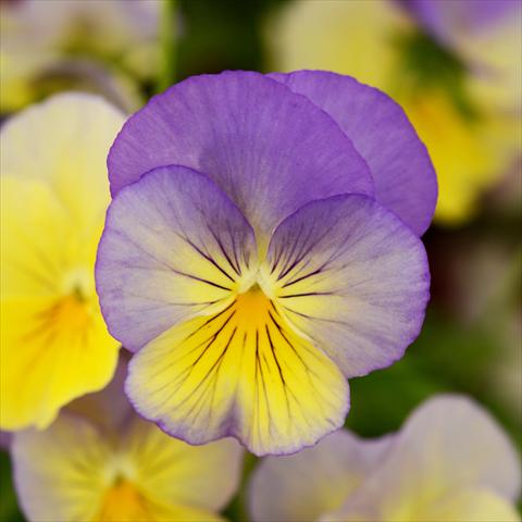 Photos von Blumenvarianten benutzt als: Topf und Beet Viola wittrockiana Cool Wave® F1 Blueberry Swirl Improved