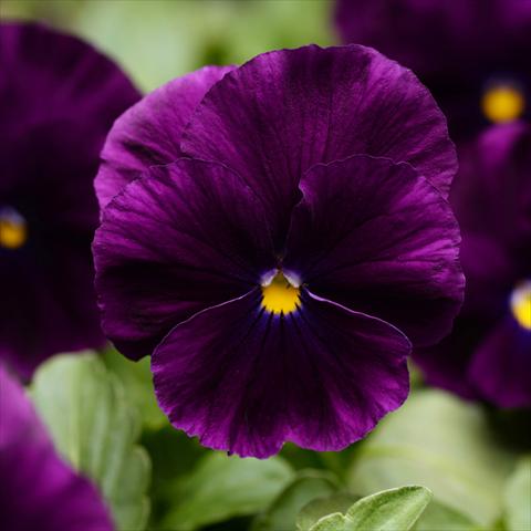 Photos von Blumenvarianten benutzt als: Topf und Beet Viola wittrockiana Cool Wave® F1 Purple Improved