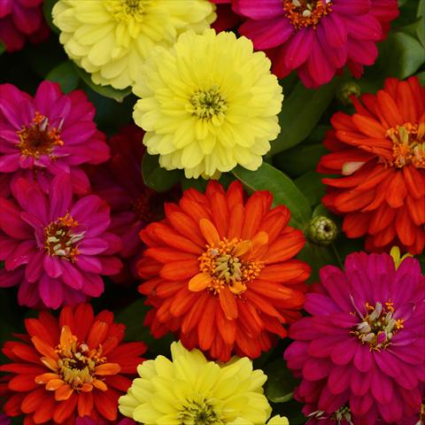 Photos von Blumenvarianten benutzt als: Topf und Beet Zinnia marylandica Zahara Brilliant Mixture