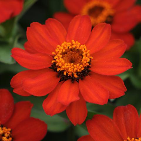 Photos von Blumenvarianten benutzt als: Topf und Beet Zinnia marylandica Zahara® XL Fire Improved
