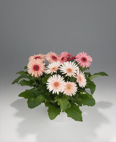 Photos von Blumenvarianten benutzt als: Ampel/Topf Gerbera jamesonii Royal Semi-double Pink