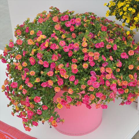 Photos von Blumenvarianten benutzt als: Ampel/Topf 2 Combo Chameleon Double Pink Yellow