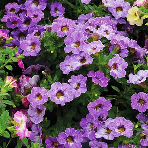 Photos von Blumenvarianten benutzt als: Ampel/Topf Calibrachoa Chameleon Lavender Sorbet