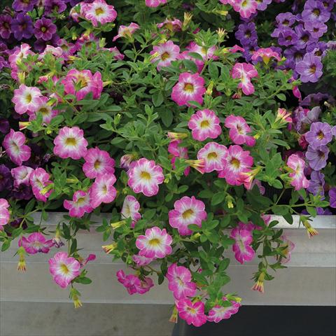Photos von Blumenvarianten benutzt als: Ampel/Topf Calibrachoa Chameleon Pink Sorbet