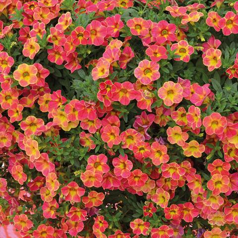 Photos von Blumenvarianten benutzt als: Ampel/Topf Calibrachoa Chameleon Sunshine Berry