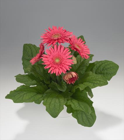 Photos von Blumenvarianten benutzt als: Ampel/Topf Gerbera jamesonii Royal Semi-double Rose