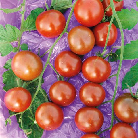 Photos von Blumenvarianten benutzt als: Topf Solanum lycopersicum (pomodoro) Ciliegino Perla nera