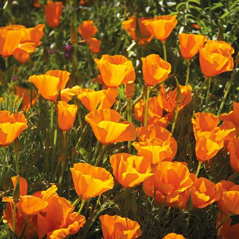 Photos von Blumenvarianten benutzt als: Terrasse, Topf Escholtzia californica Escholtzia californica Mix